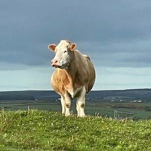 Meet your Posher, Nina